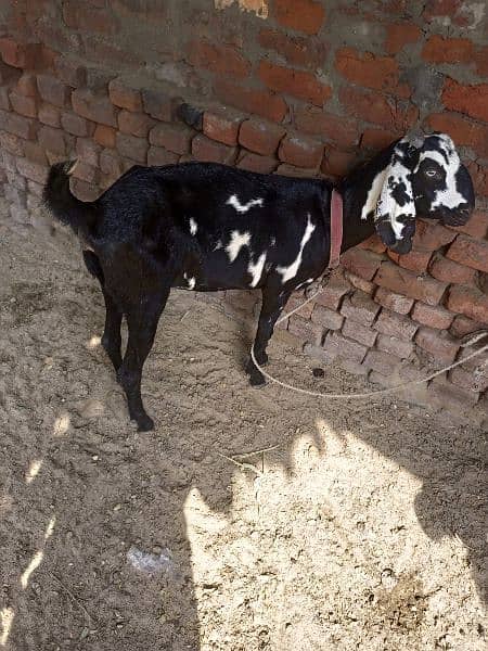 Goat For sale Dudh Wali ha 2