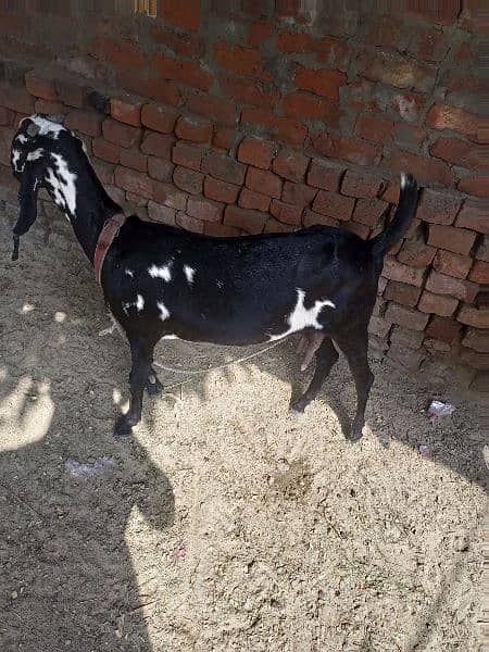 Goat For sale Dudh Wali ha 3