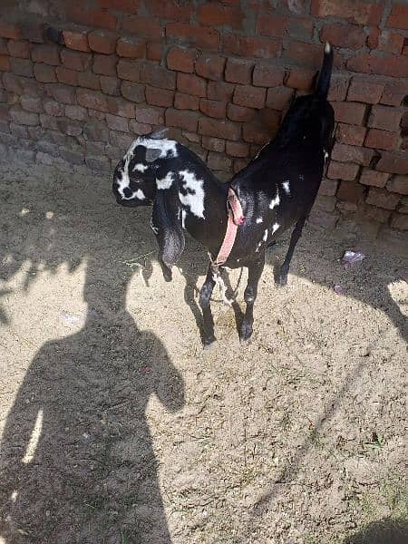 Goat For sale Dudh Wali ha 4