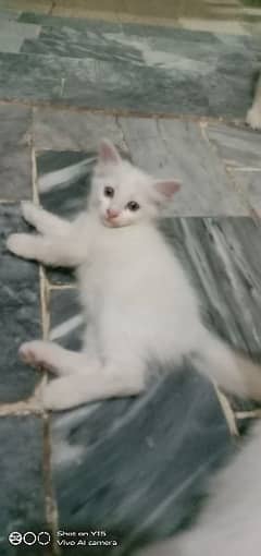 Persian Double Coated Kittens For Sale In Okara