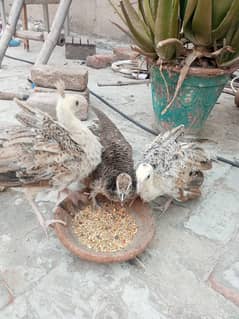 Peacock chicks 2 months old(Black Shoulder)