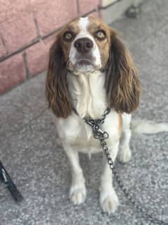 Springler spaniel