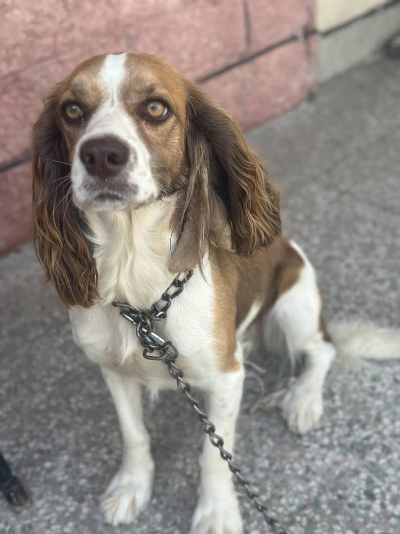 Springler spaniel 1