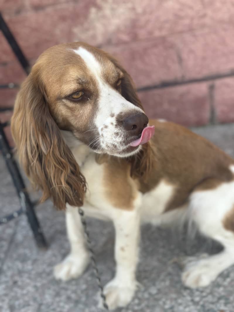 Springler spaniel 2