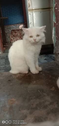 Persian Double Coated Male Sale For Okara