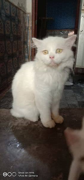 Persian Double Coated Male Sale For Okara 1