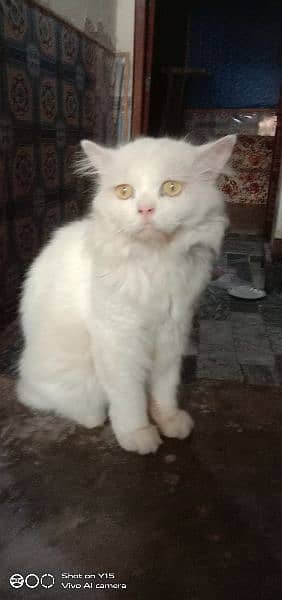 Persian Double Coated Male Sale For Okara 2