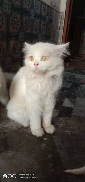 Persian Double Coated Male Sale For Okara 3