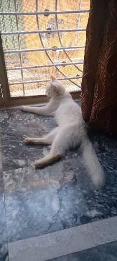 for sale persain cat female 1year age price 10000