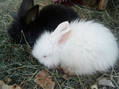 Angora rabbit Male/Female 03334634173