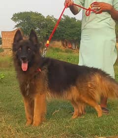 Belgium Shepherd  full secretary guard dog for sale available