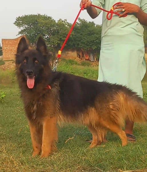 Belgium Shepherd  full secretary guard dog for sale available 0