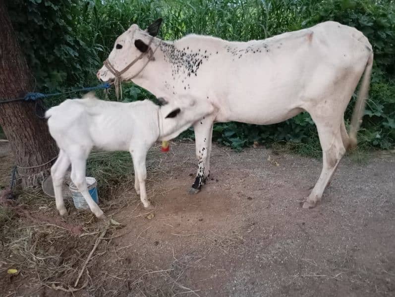 دیسی فتح جنگی ویڑی تازی اور ساتھ 20 دن کی چھوٹی بچی بھی ہے 4