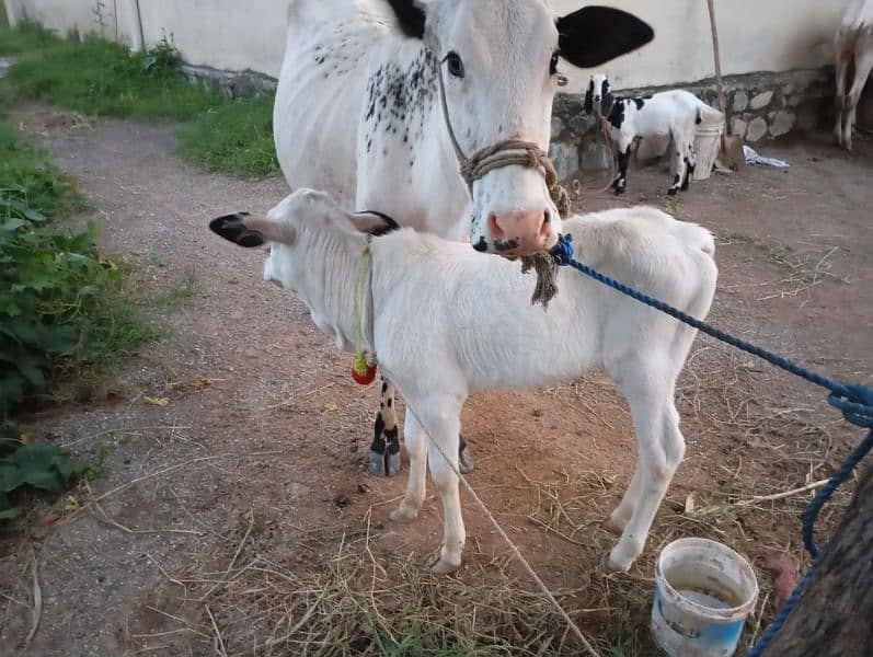 دیسی فتح جنگی ویڑی تازی اور ساتھ 20 دن کی چھوٹی بچی بھی ہے 7