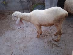 beautifull sheep's for sale urgent