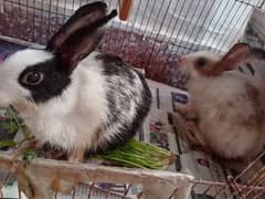 cute little rabbits for sale