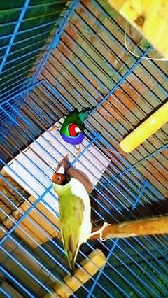 Gouldian split blue breeder pair and common gouldian breeder pair