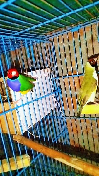 Common gouldian breeder pair 1