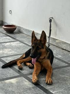 German shepherd male for sale