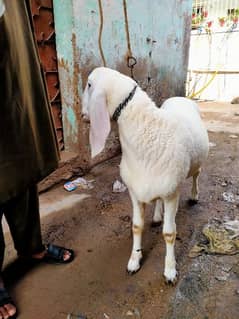 larkana