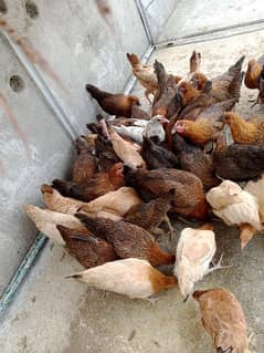 golden misir hen male and female  and chote chuhe