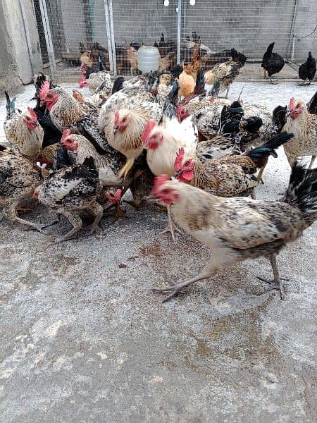 golden misir hen male and female  and chote chuhe 5