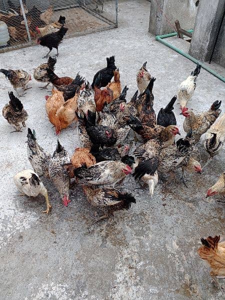 golden misir hen male and female  and chote chuhe 9