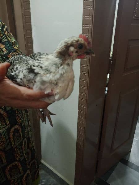 golden misir hen male and female  and chote chuhe 10