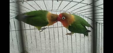 love birds pair