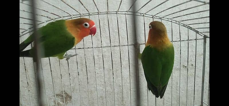 love birds pair 1