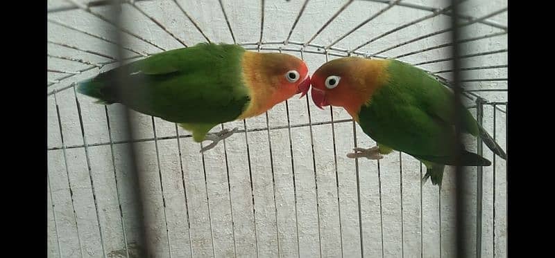 love birds pair 2