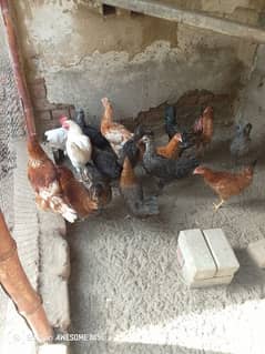 Golden Misri | Hens Egg laying 10 piece per special discount : 1200