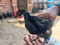 Australorp Chicks 2 Months Age 03029596978