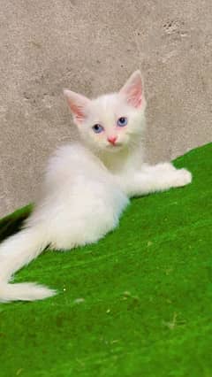 Persian kitten Available