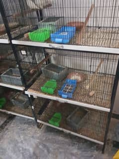 love birds cage available