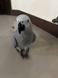 Gray parrot 115 000 rs