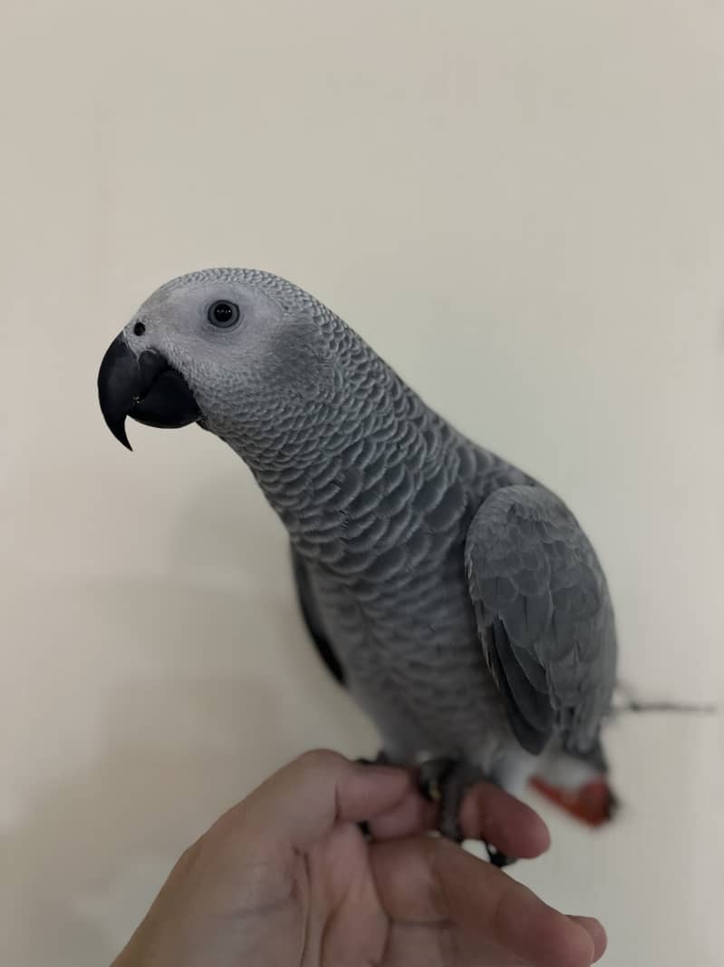 Gray parrot 115 000 rs 2