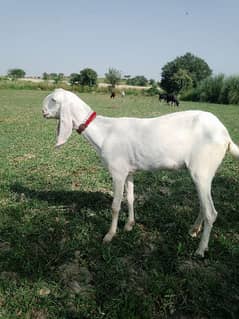 rajanpuri goat