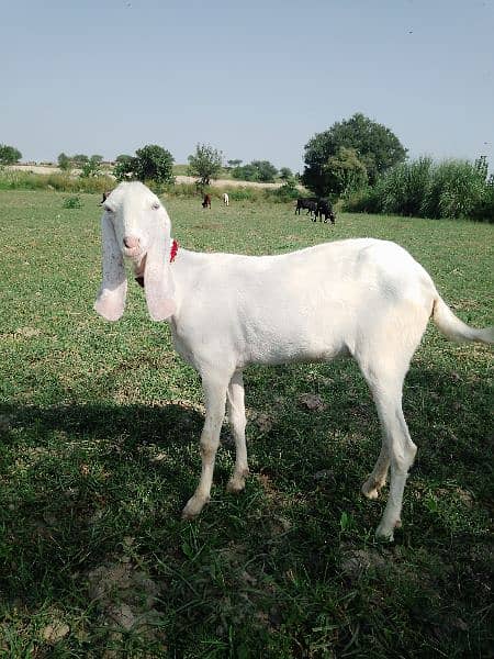 rajanpuri goat 1