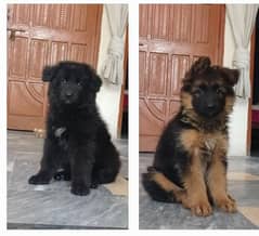 Garman shepherd Black Male /GSD/ long coat female for sale