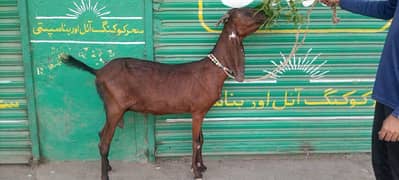 Nagri Bakri