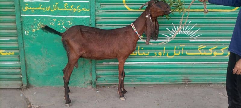 Nagri Bakri 2