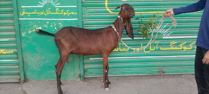 Nagri Bakri 4