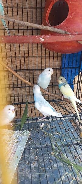 Australian parrot pathy   0304 9228064 1