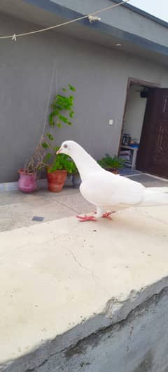 Beautiful White Female Pigeon for Sale 0