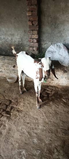 Bakri sath 2 females 3/4 month ki Achi nasli Gar rakhna wali 0