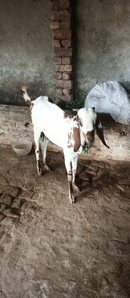 Bakri sath 2 females 3/4 month ki Achi nasli Gar rakhna wali 0