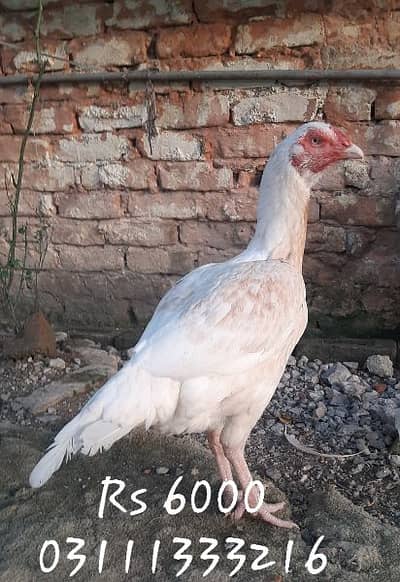 Aseel For Sale
