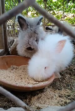 Top quality fur angora rabbits 2 females