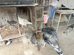 Turkey breeder pair for sale